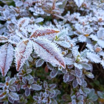 寒いけど綺麗ですね