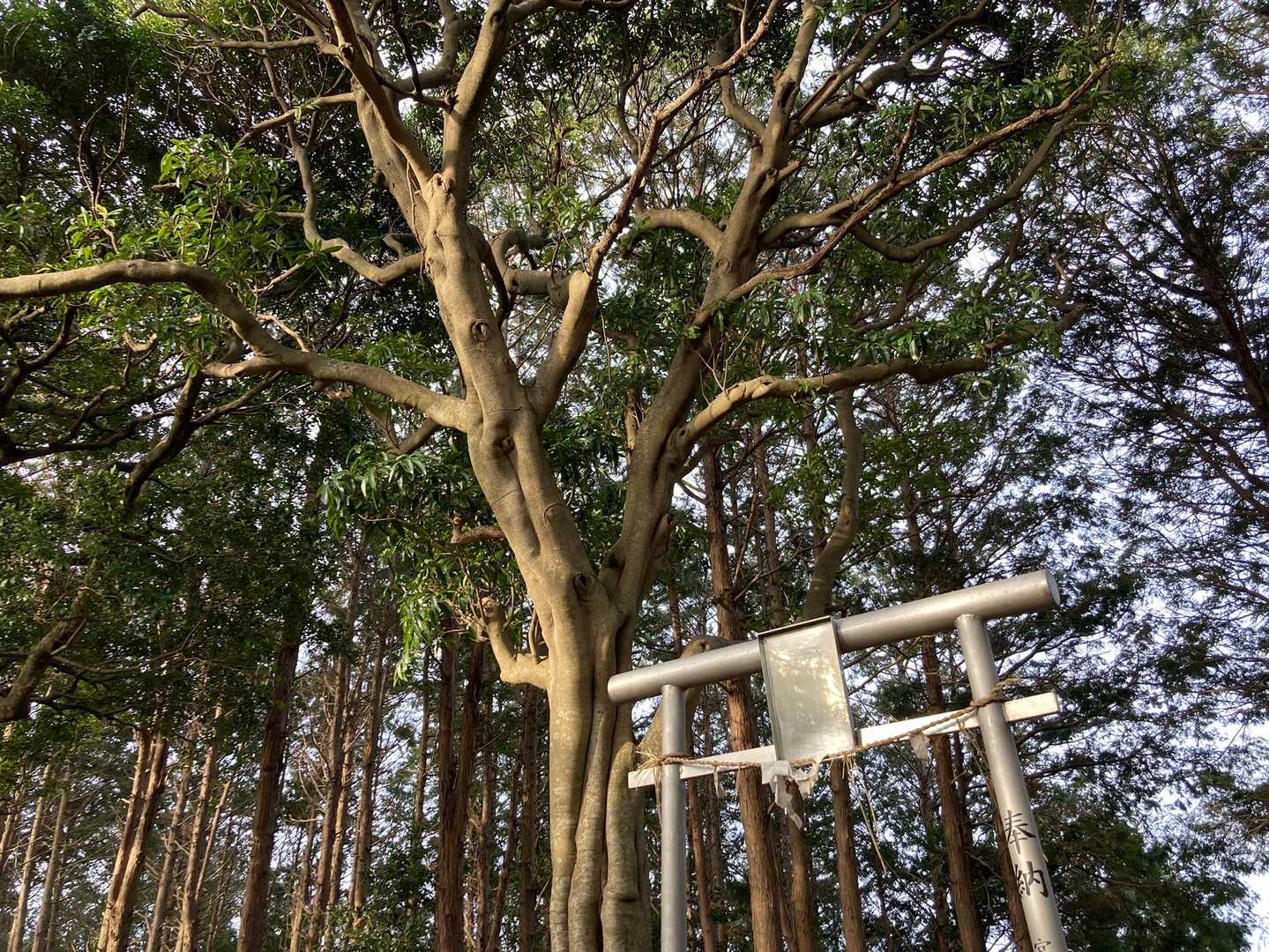 山頂に宮地嶽神社の古社があります