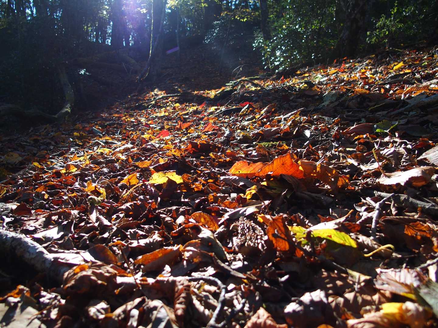 新しそうな落ち葉🍂
もう落葉かいな😂
赤🍁は少ない、茶色🍂は多い