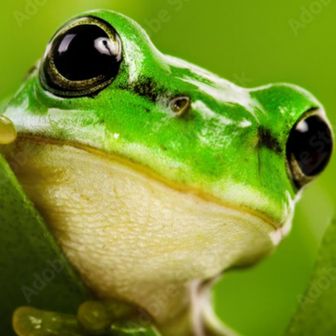 🐸かえるこ🐸