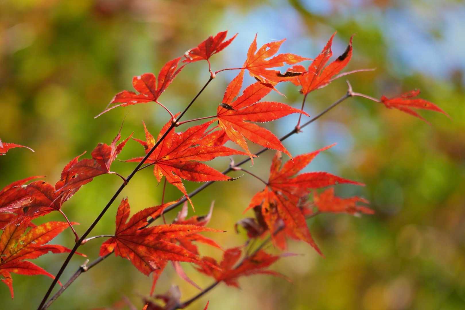 紅く染まったモミジも、半分枯れとる…