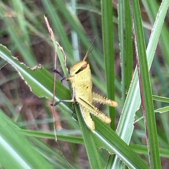 ‥ツチイナゴ🦗！