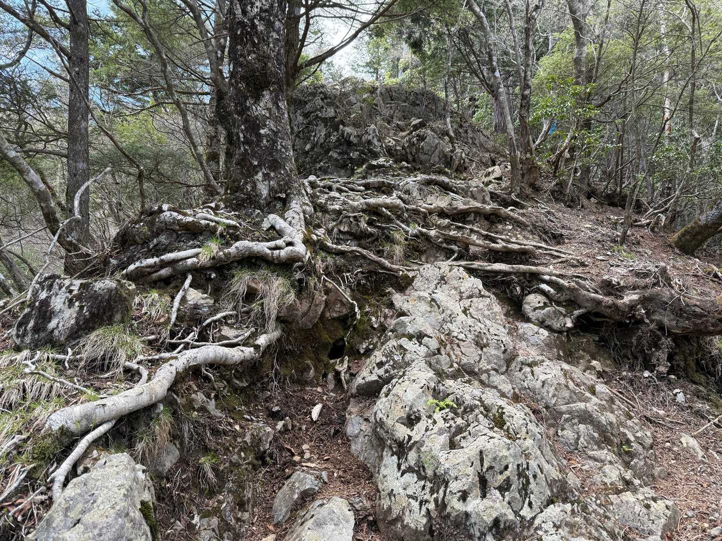 飛龍山（丹波バス停）＜ミサカ尾根＞の写真