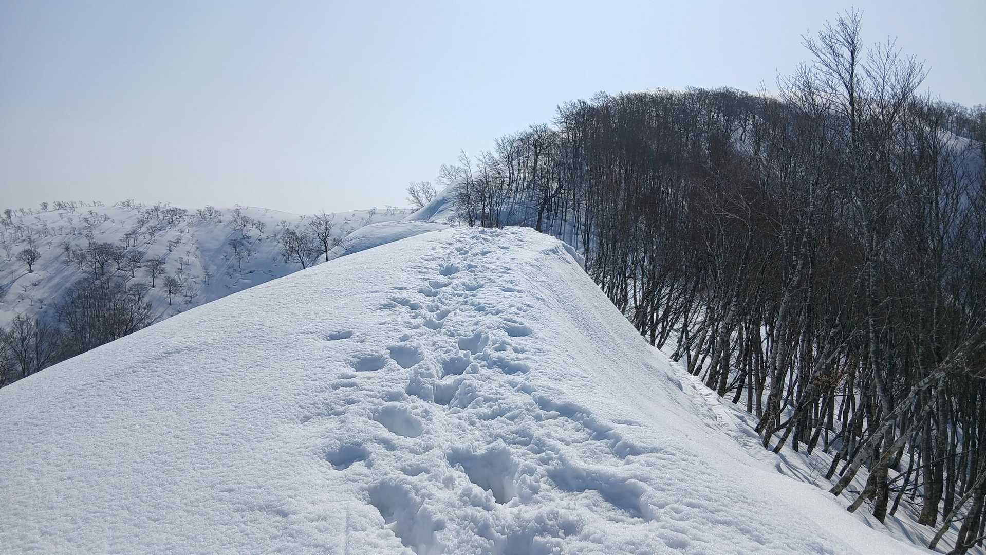 基本はトレース辿ってるけど、ちょっと微妙かな？と思うところは樹林帯側斜面を歩いたりしながら進んでいく