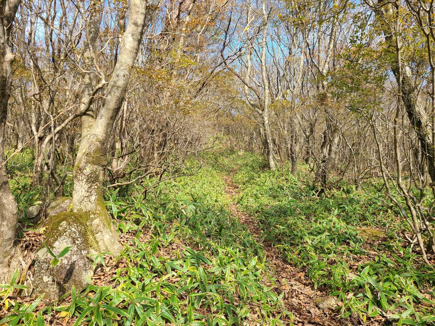五葉山に似てる感じ。