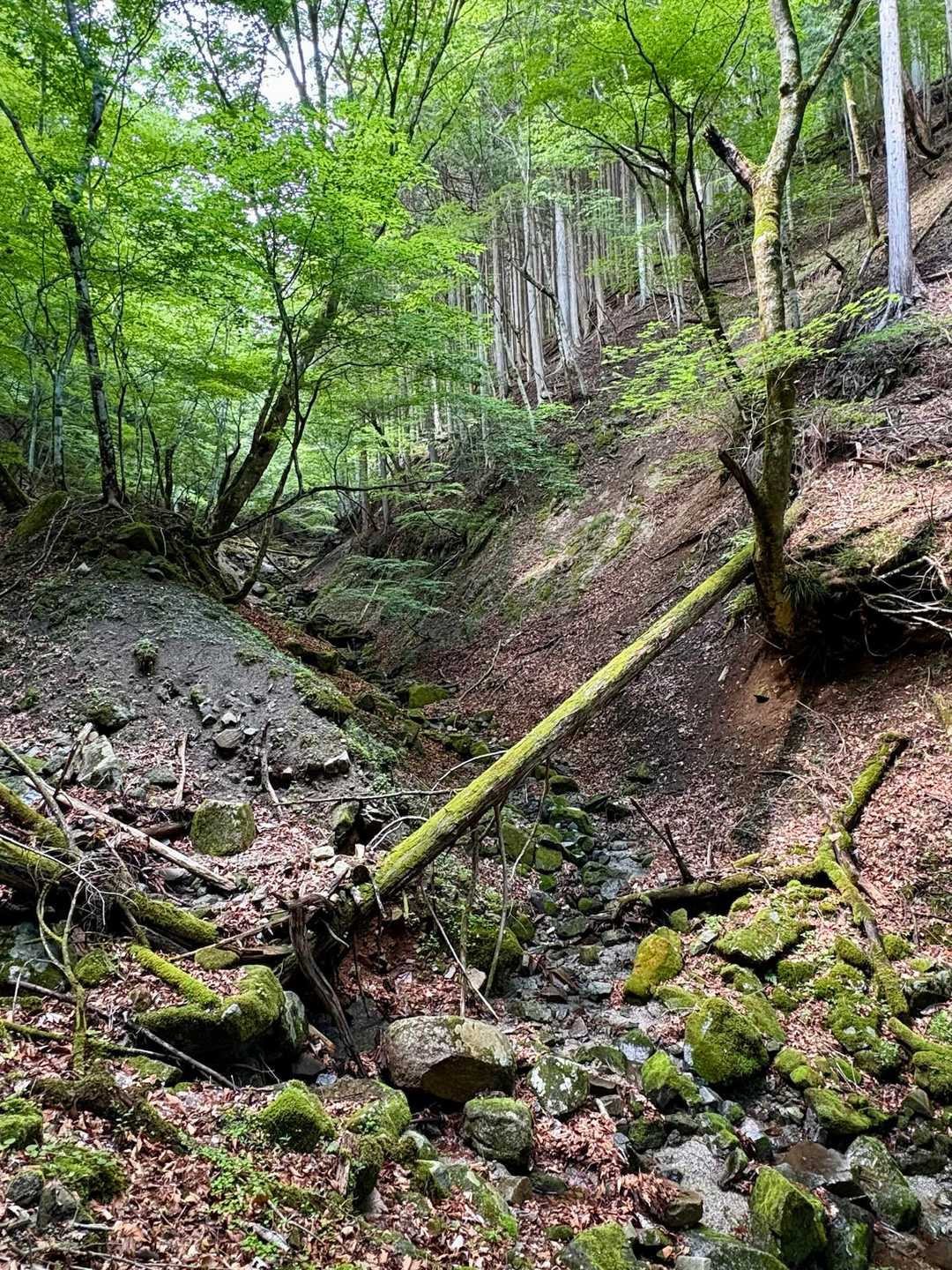 西丹沢ビジターセンターバス停-畦ヶ丸山-大滝橋バス停 縦走コースの写真
