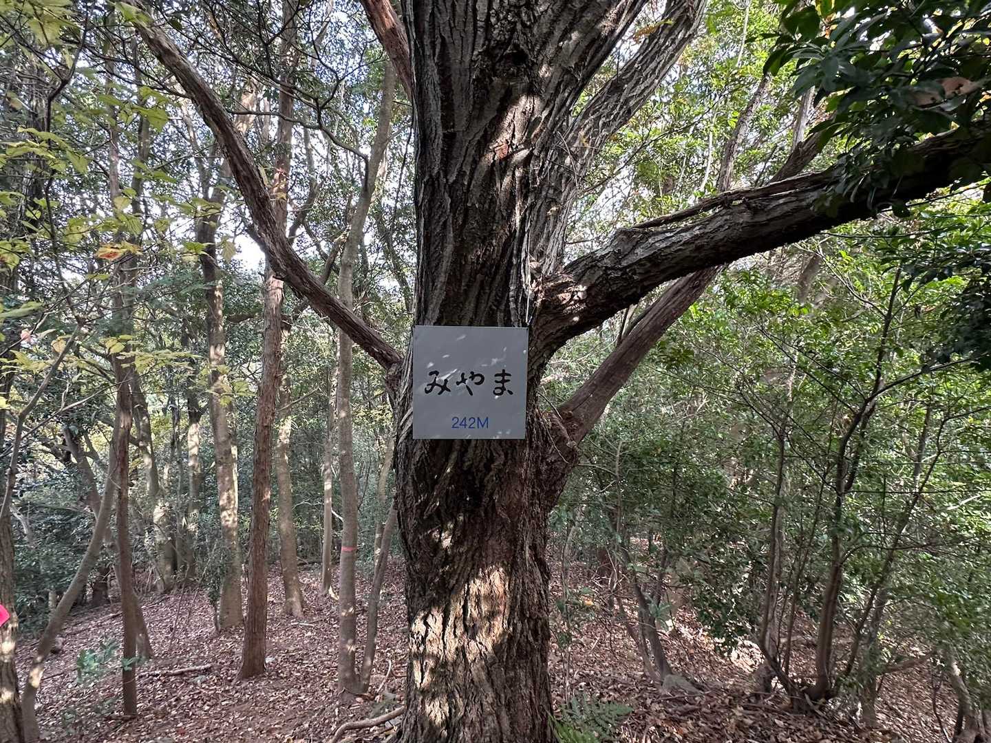 みやま

グレーピーク
登頂カウントされません🙃
