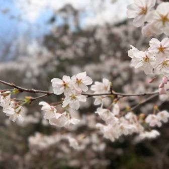桜がいいかんじ
