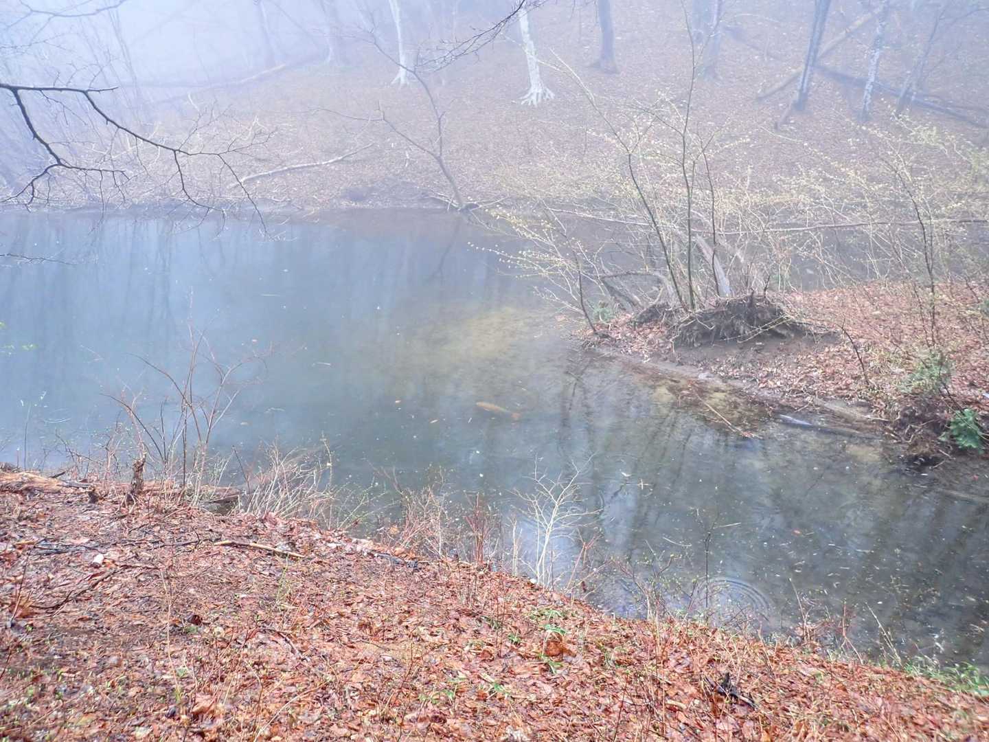 沼
