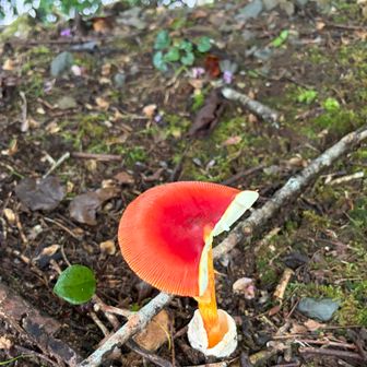 半分残すなら、最初から食うな💢😁
