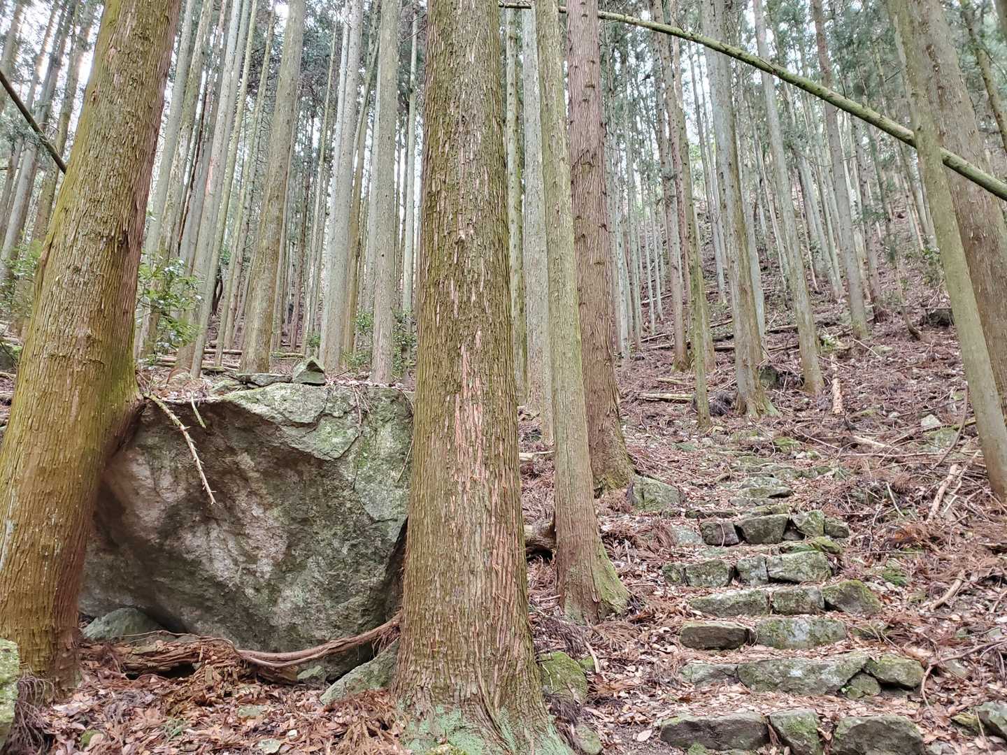 大きな岩が二本の木の所で止まっています😲