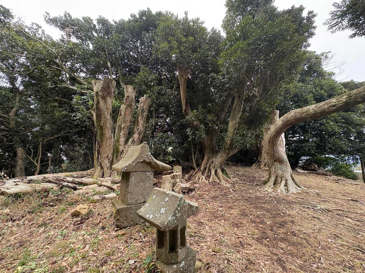 御殿山の山頂にはシンボルであるマテバシイ🌳の大木！