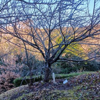 あ、ん？木の足元にパウチ加工された白いペライチと三角点標示杭…アレがピークか！？
