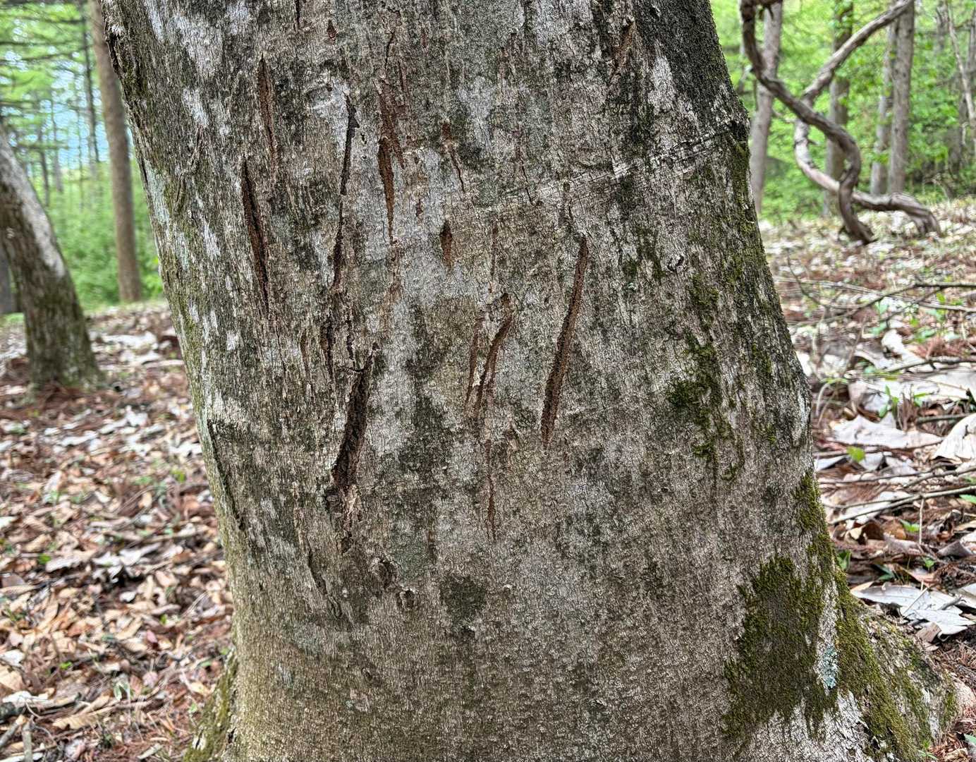 クマの爪痕？