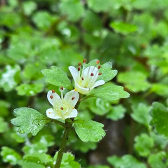 裸眼では中の赤い葯はみえなかった
