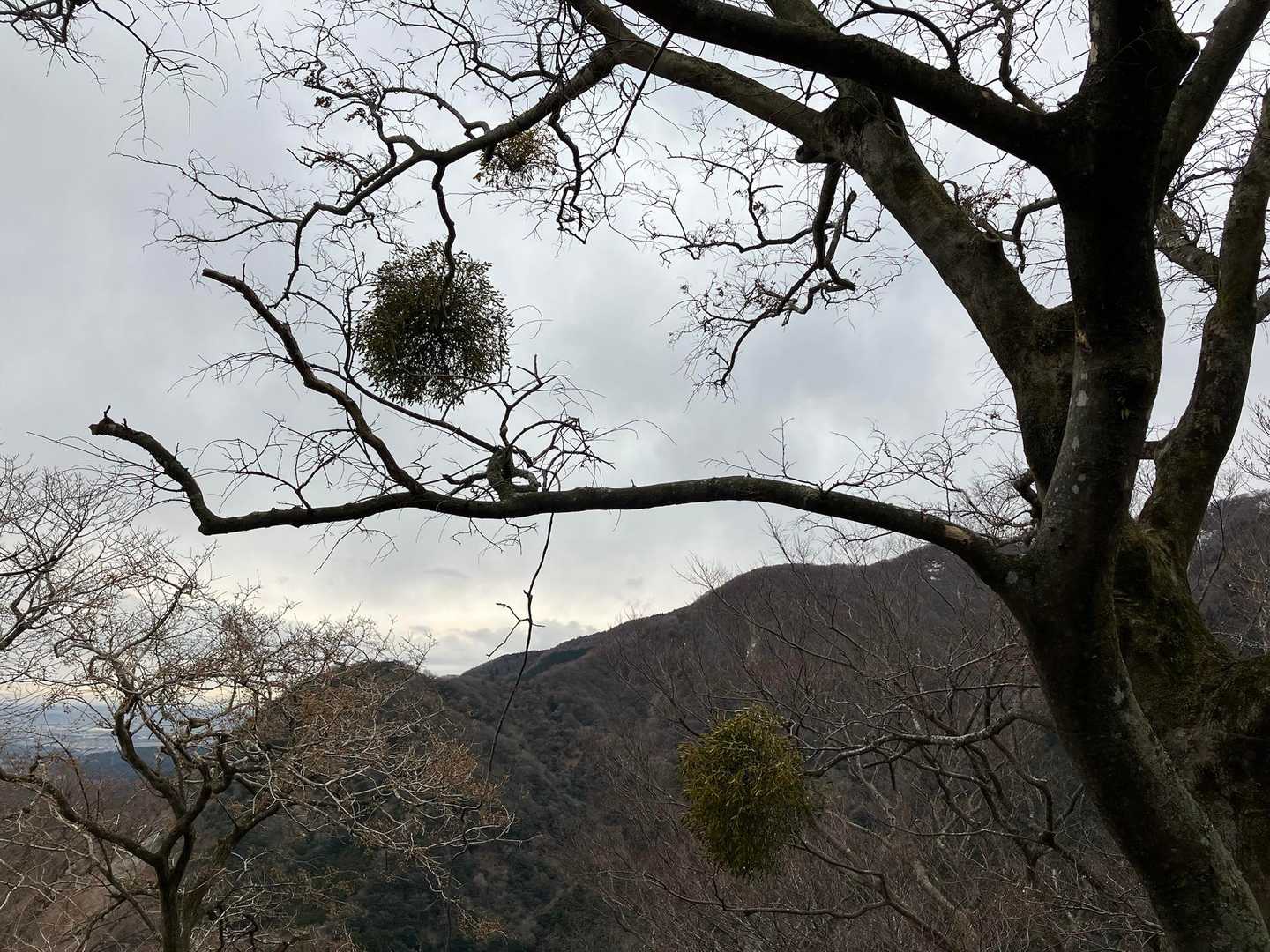 宿り木