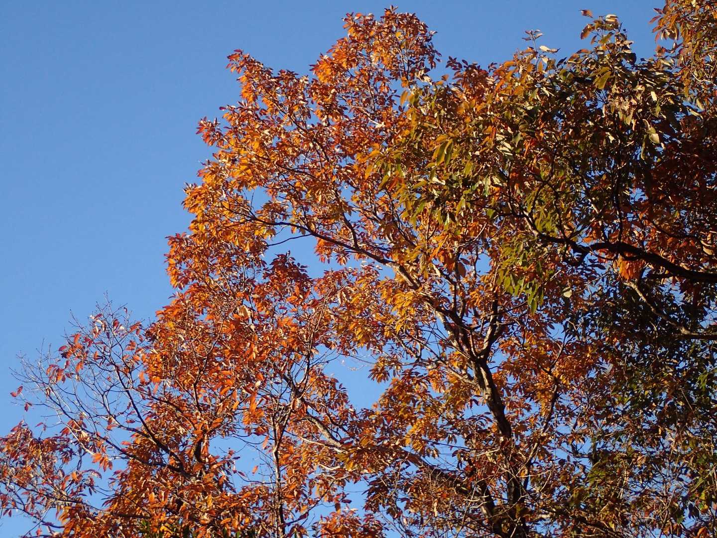 紅葉🍁残ってます