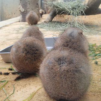 プレちゃんのスリーヒップショット✨
さわりたくなった人はイイねを👍😁