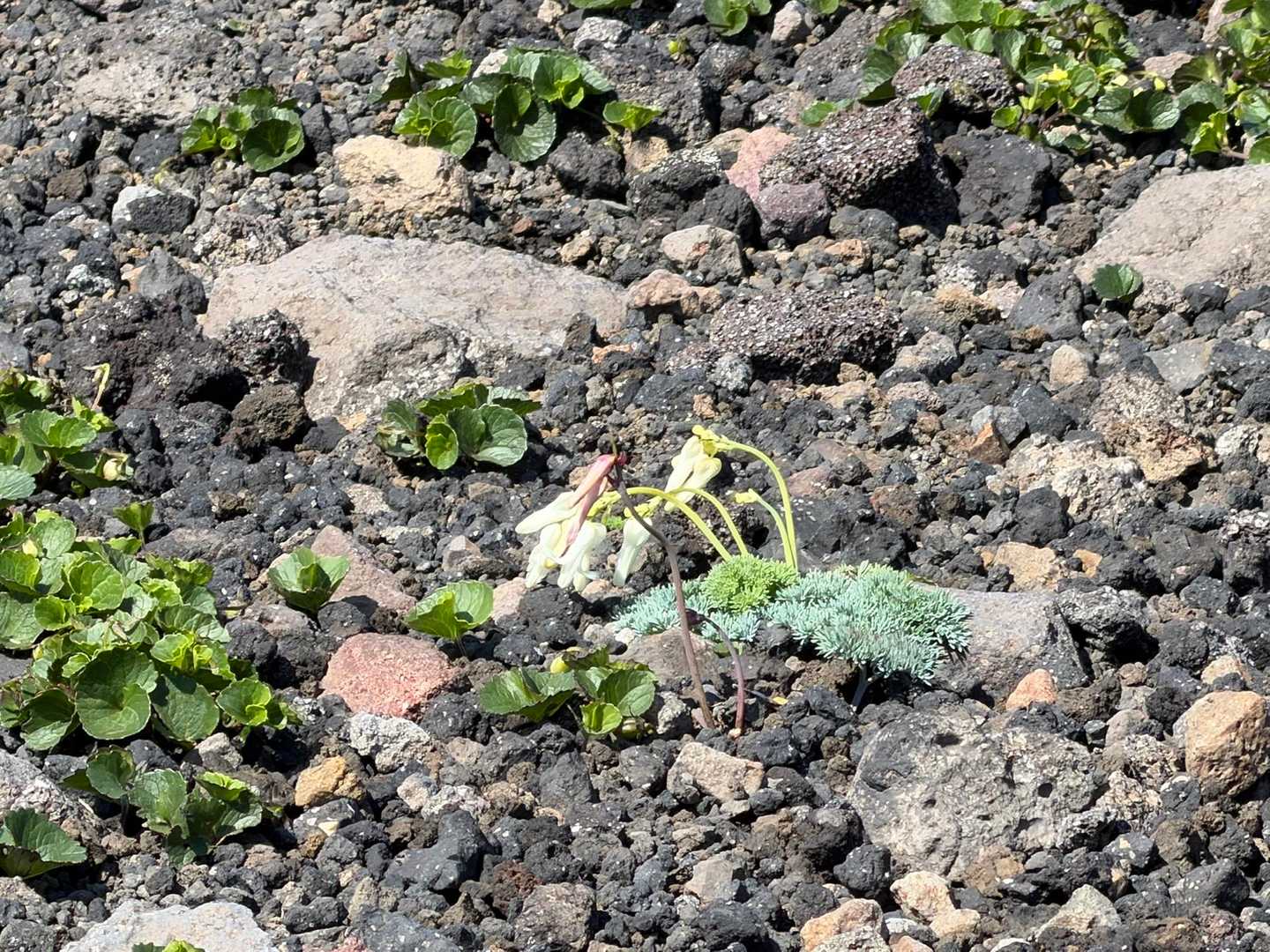 白花かな⁉️遠い〜💦