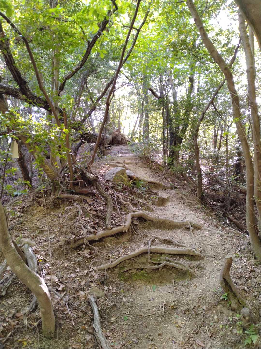 さすがトレランの大会も開かれているお山、きれいに整備されています。
しかしながら、足元は根っこで凸凹しています。お気をつけて☝️