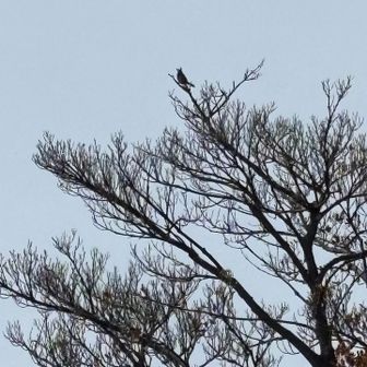 ウグイスです、まだ下手くそでした