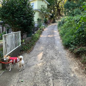 ここも分岐がある。この道を行く。