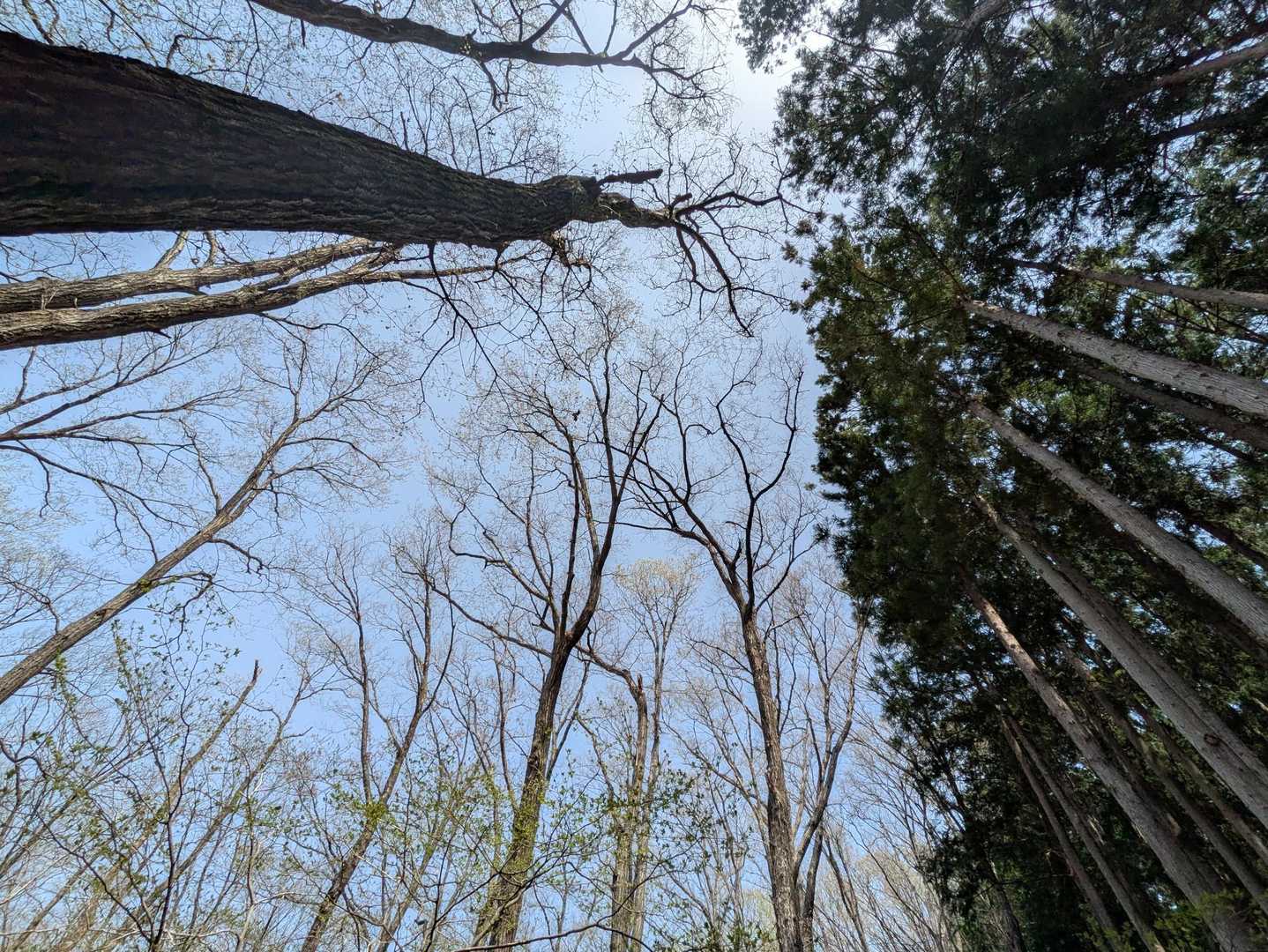 天然林と植林の境を歩く