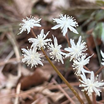 いつもの場所にセリバオウレン
雄花が多い