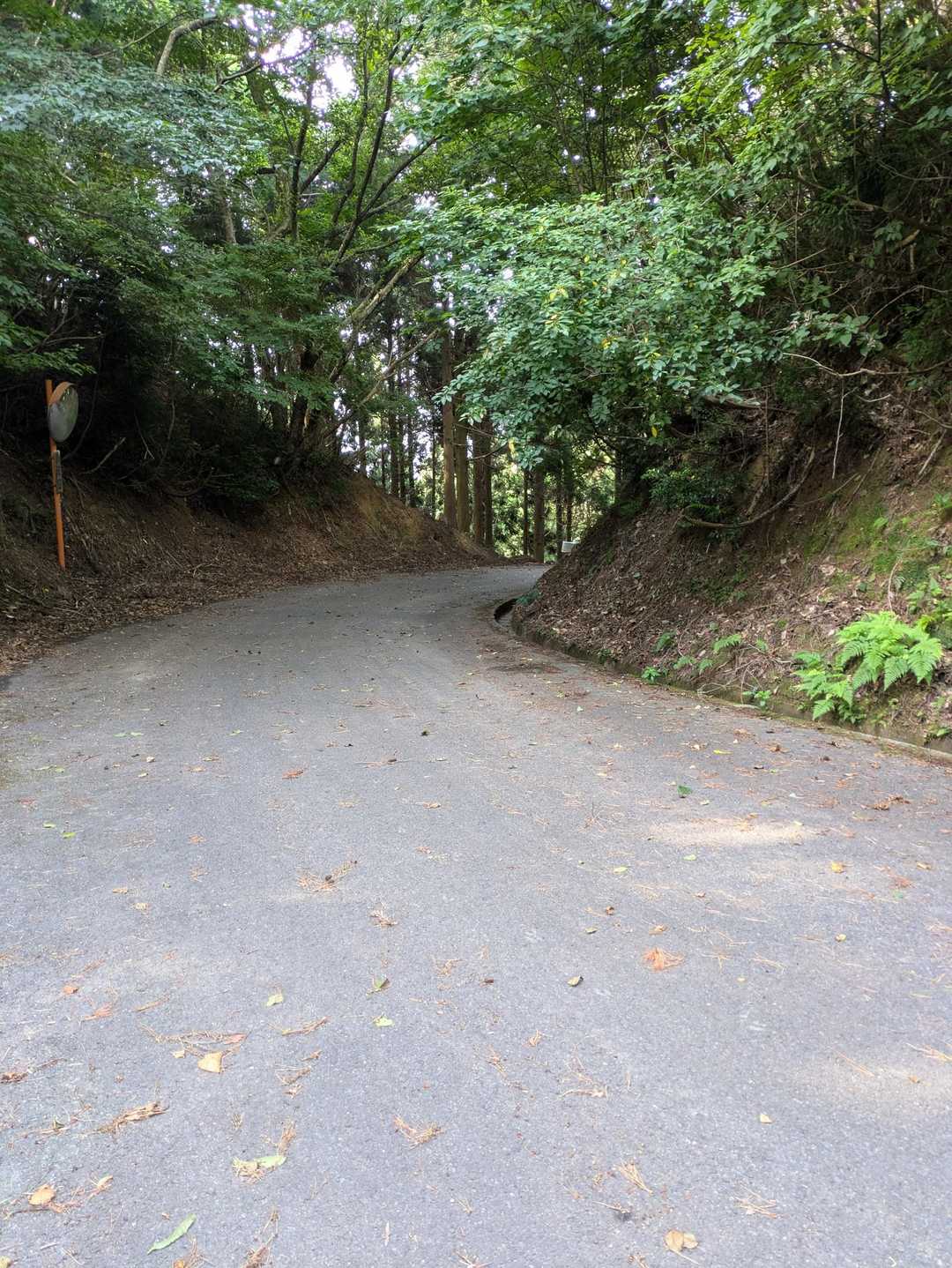 頂上下の林道🚙