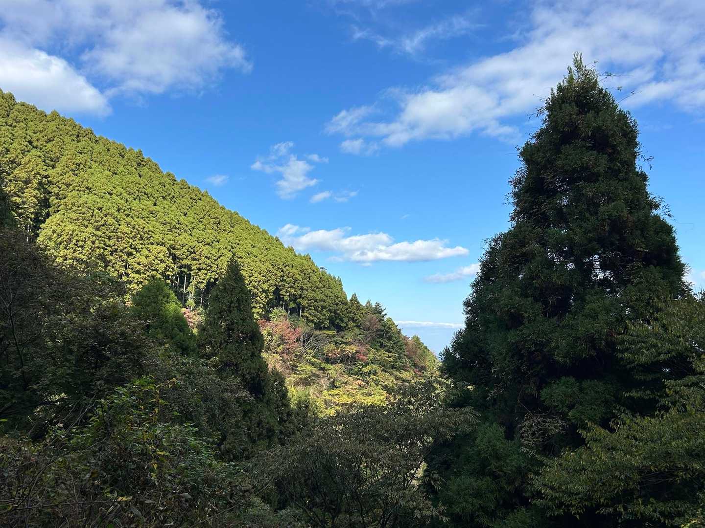 おそらく同じ木やに
陰とひなたで
全く違う色(｡･ω･｡)
