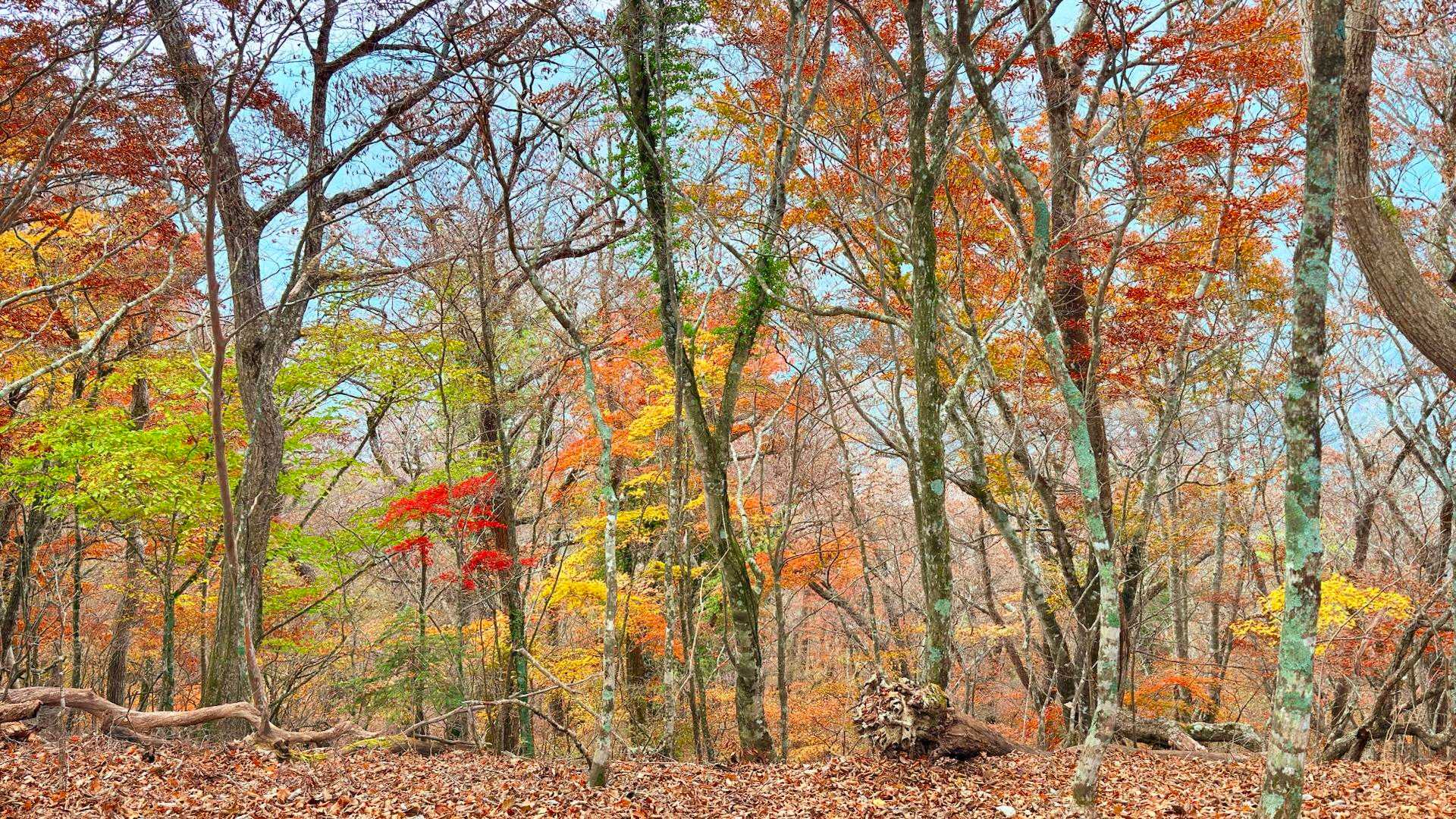 道坂隧道入口バス停-道坂峠-今倉山-松山-二十六夜山-芭蕉 縦走コースの写真