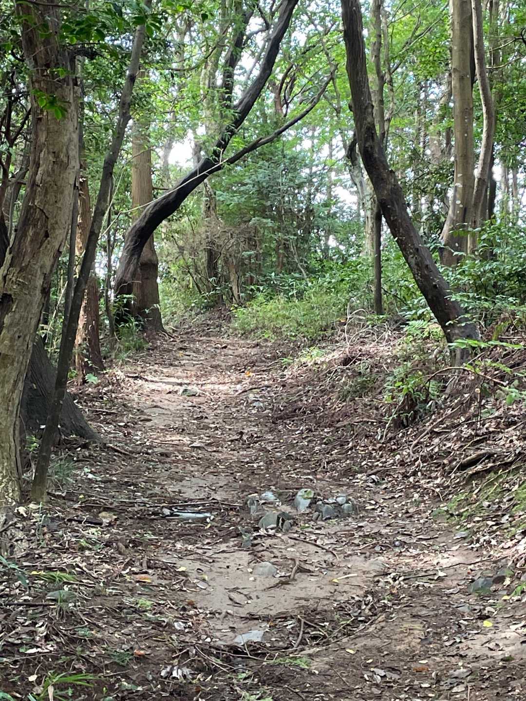 登山道は良く整備されていて登りやすい😊