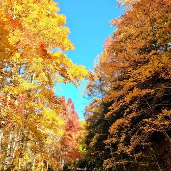 グリーンシャワーと呼ばれる龍ノ口の森
アンバーシャワーも心に染みます