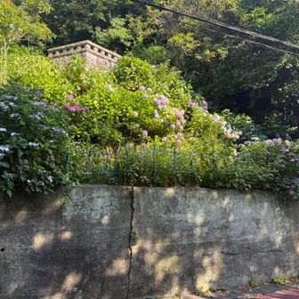 極楽寺駅の向かいも紫陽花がたくさん咲いてます
