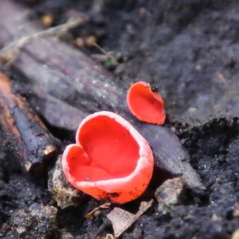 ❤のベニチャワンタケ