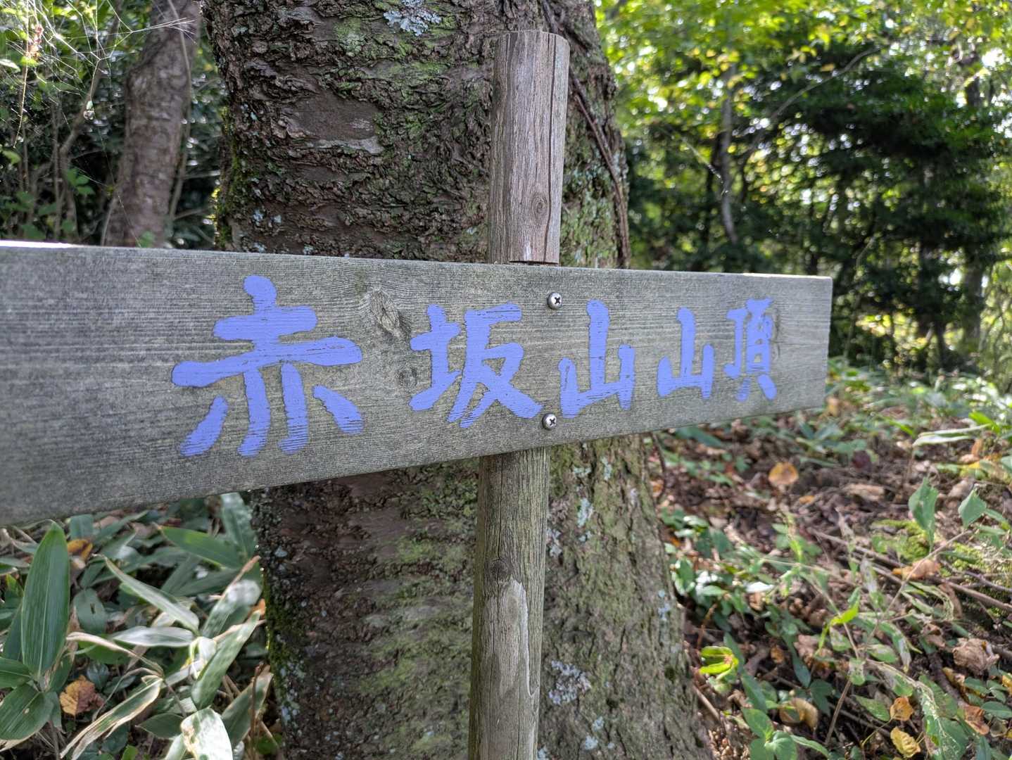 途中までアスファルトの道、あっという間に赤坂山山頂