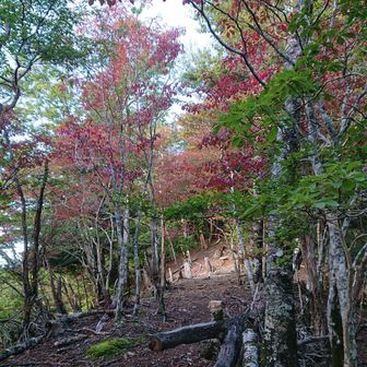 林道を横切って少し登ると……
もうすぐ紅葉の季節ですね☺️