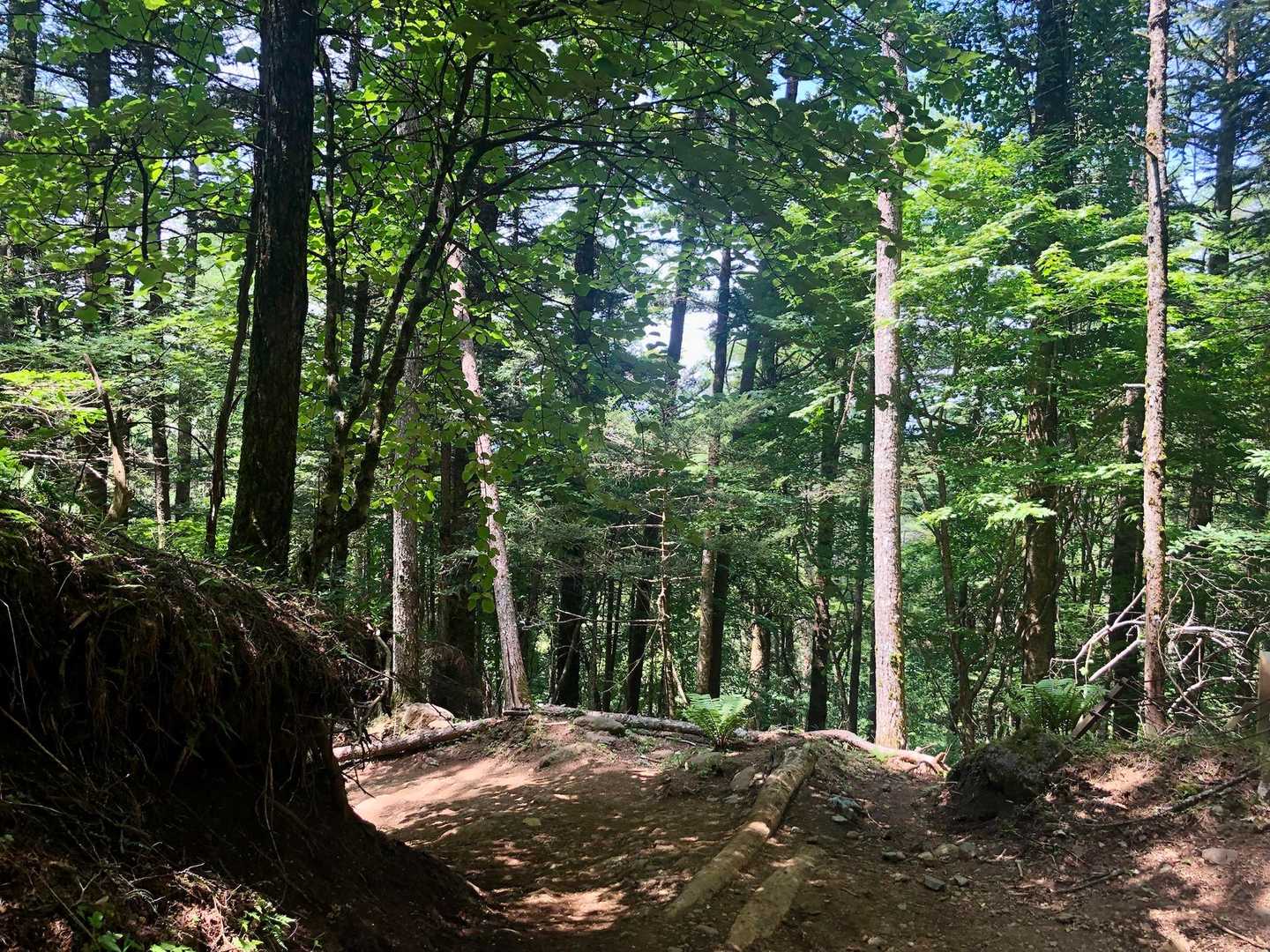 登山道と言うより林道