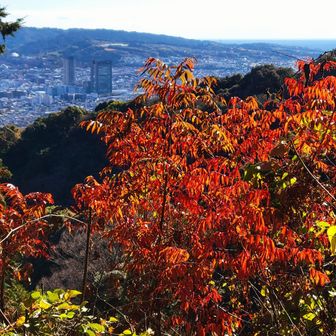 ココでも紅葉を愛でながら下山🍁
