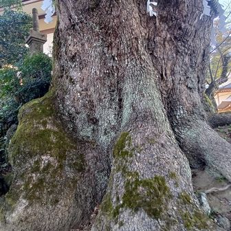 清澄の大クス
ほんと、ぶっとい😃