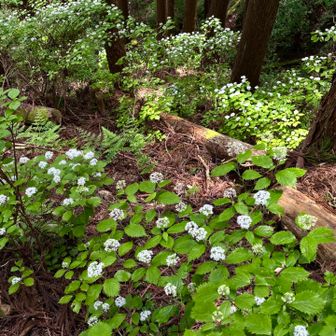 子紫陽花が真盛り