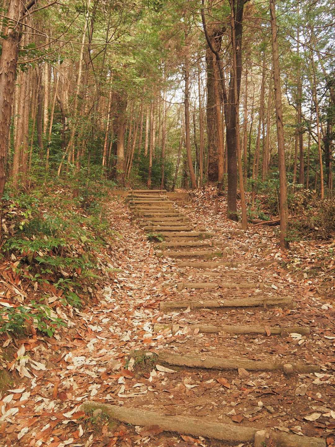 岩滝白山 往復コースの写真