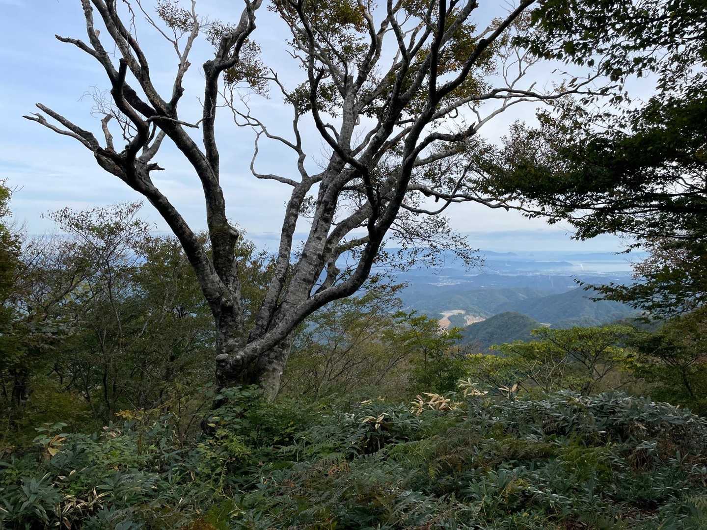 山頂のブナの大木。70年近く前初めて登った頃から相当、デカくなった。昔はアルピニストだった自分が、今はアルキニストだ。けど元気に山が歩けるだけ有難い。