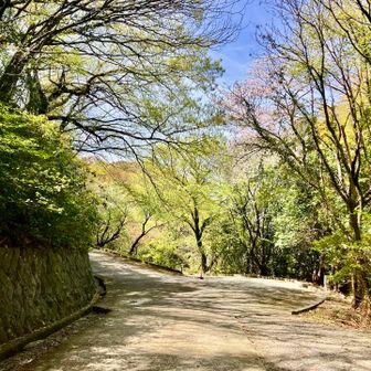 右下↘️へ　城山⛰️から　坪井川沿いへ降りてゆきます🏃‍♀️💨