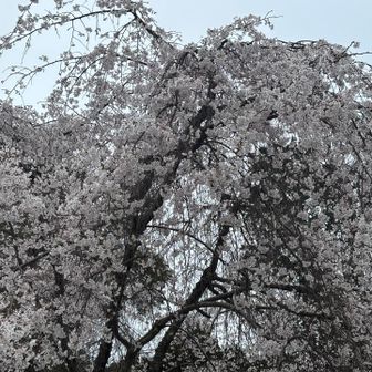 もう一度枝垂れ桜の下を通り、降りていきます。