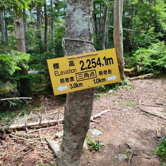 こちらに何故か三角点が有ります。