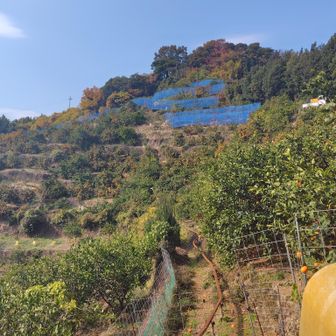 急斜面もことごとくみかん🍊