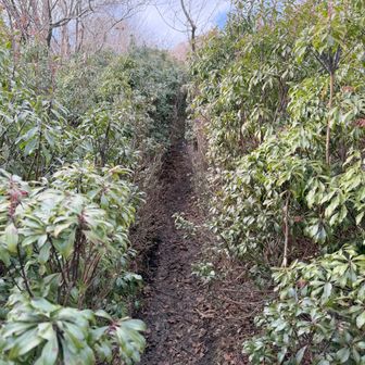 金山尾根のアセビの回廊
積雪で踏み跡が隠れるとここが登山道とは思われず道迷いになる
放っておいたら登山道が飲まれる