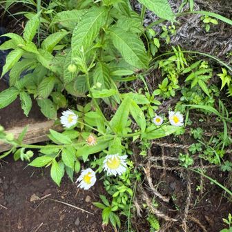 花の百名山、唯一見つけた花はヒメジョオン