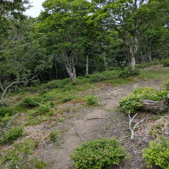 コヤマノ岳へ向かい